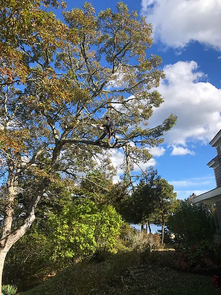 arborist, pruning, and tree work on cape cod, Brewster Massachusetts