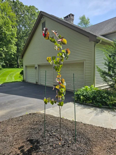 Young tree supported by stakes planted in a patch of soil, with a concrete driveway and a house with a garage doors in the background, surrounded by green trees and shrubs on a sunny day.