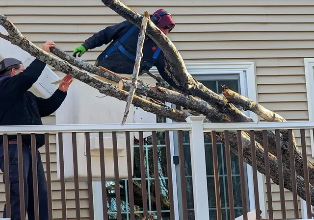 Professional tree removal service removing fallen tree branches from a residential deck