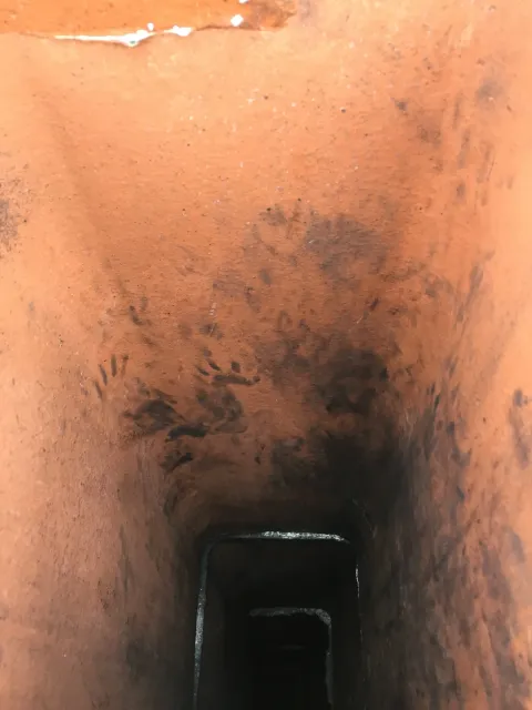 work photo from wmwildliferemoval.com
