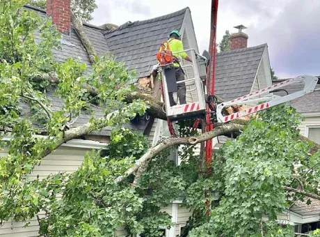 work photo from technicaltreeservice.com