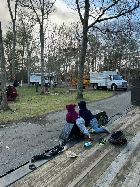 Tree service