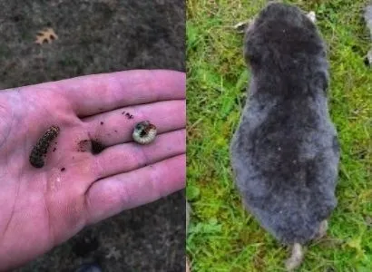 Lawn Pest Control Groton MA