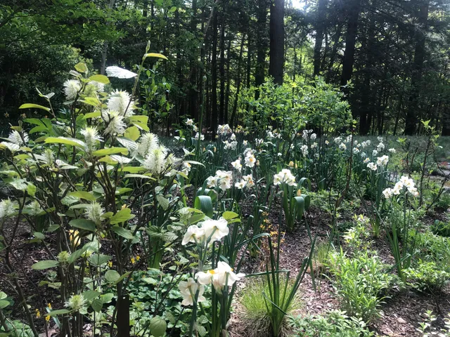 Moonlit Gardens work photo