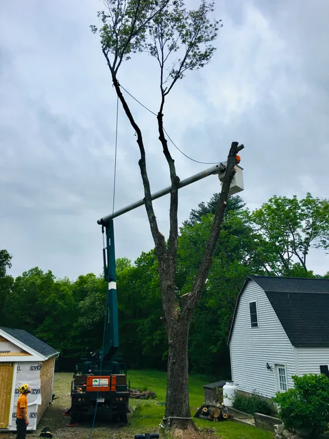 Green Trees Arborcare Inc. work photo