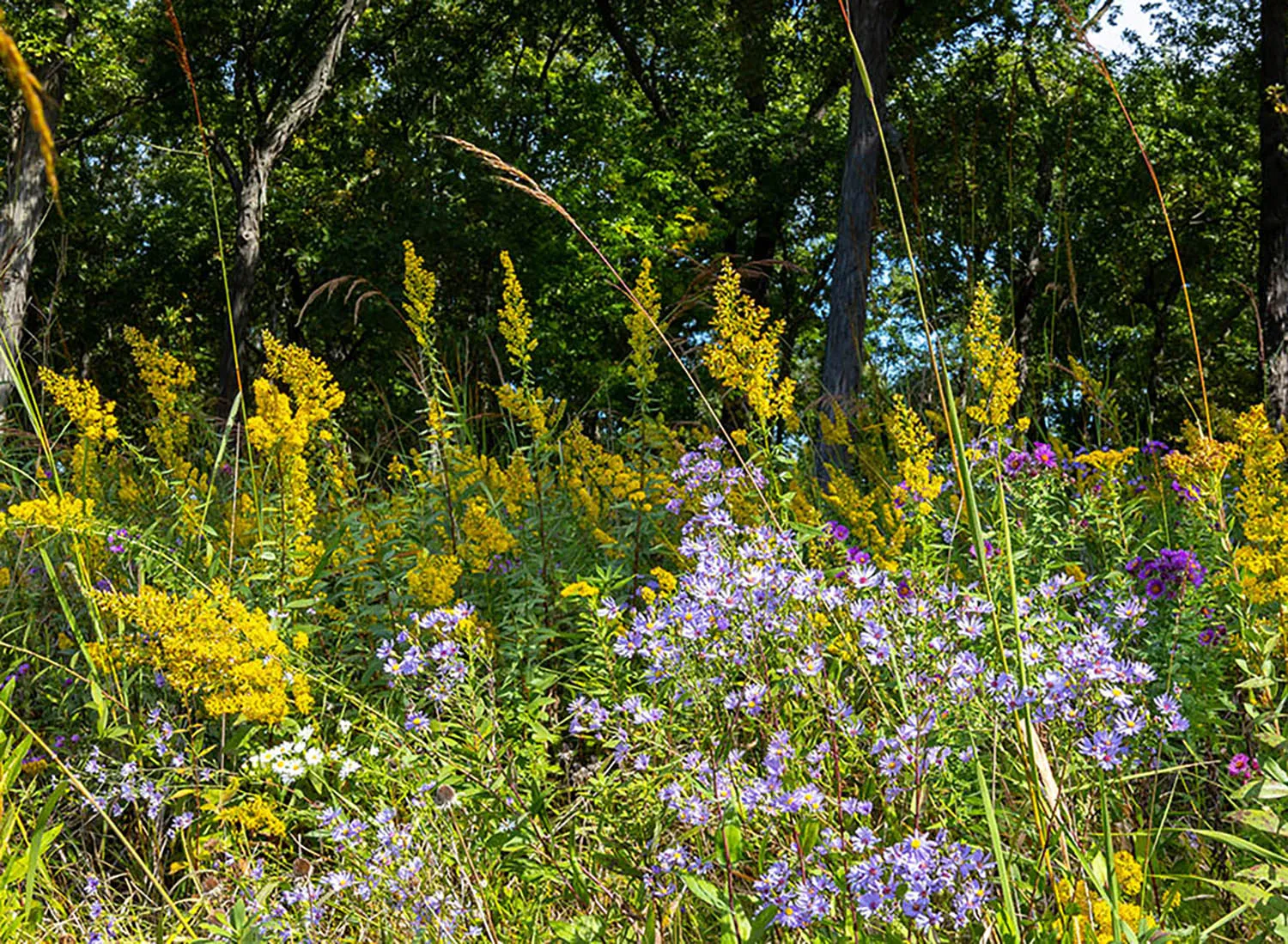 work photo from greatmarshgardenandlandscape.com
