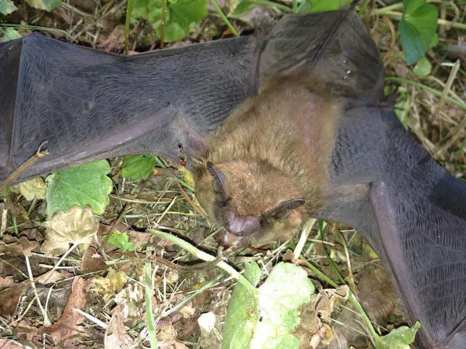 work photo from appalachiananimalcontrol.com
