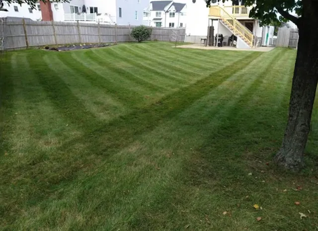 The Grass Guy