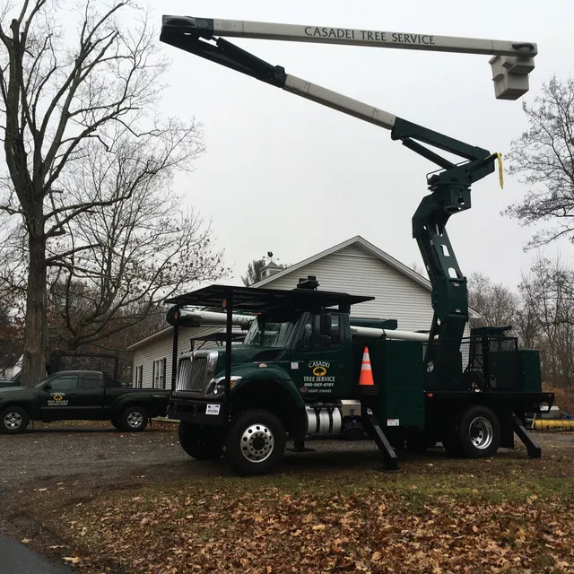 Casadei Tree Service work photo