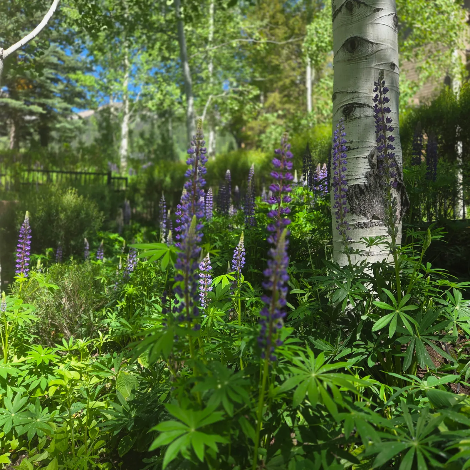 I just spent a few days in Wyoming and was in awe of the amazing designed landscapes that I encountered.  The quaking aspens and wild lupine are such an incredible plant combination that can be used here in New England.  The purple blooms of the lupine contrast nicely with the smooth white aspen bark.  And as a bonus, the aspens also give you stunning yellow fall foliage.  A beautiful addition to any New England landscape!

#LandscapeInspiration #Lupines #QuakingAspen #LandscapeDesign #AngieVergeLandscapeDesign