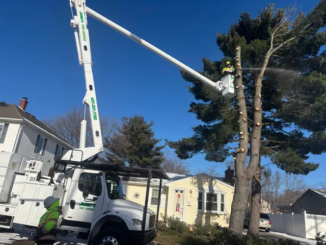 Johnny's Landscaping and Tree service work photo