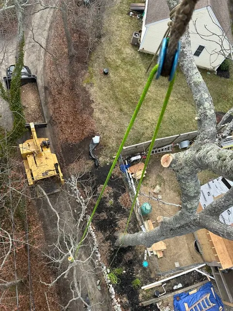Tree Removal gallery