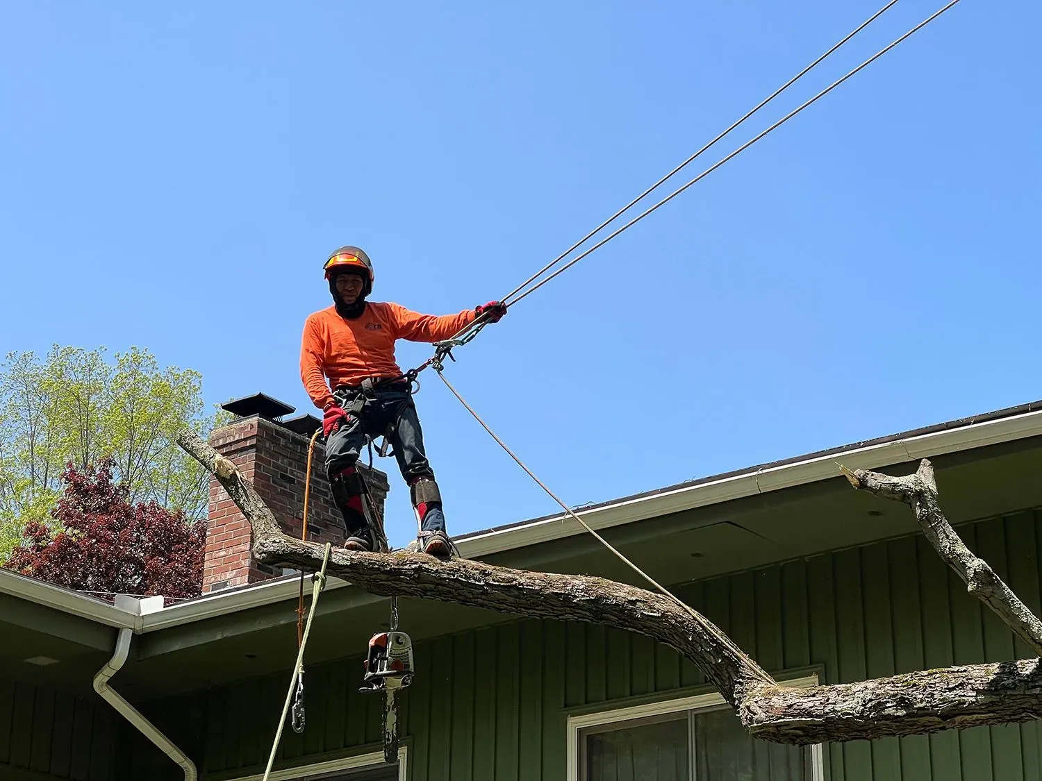 tree removal simsbury ct