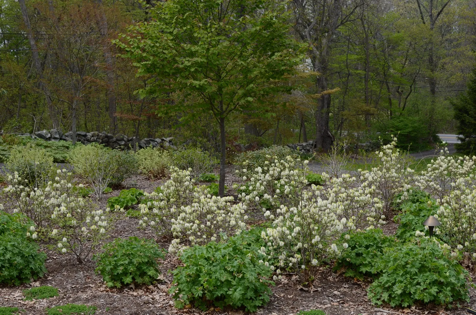 Rue Sherwood Landscape Design