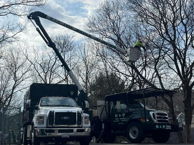 B&P Tree Service work photo