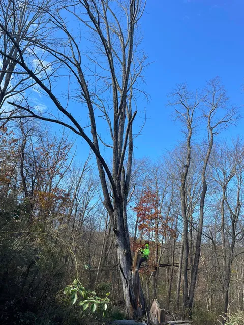 work photo from martineztreework.com