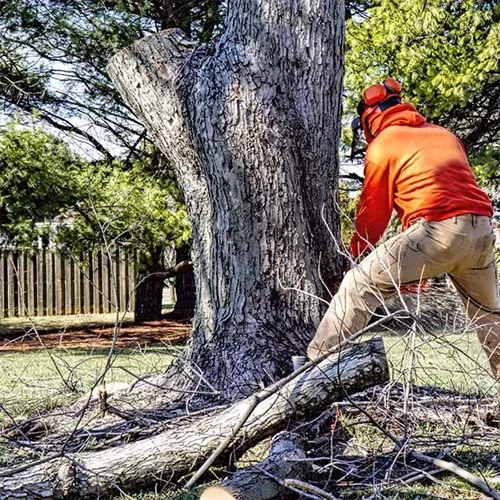 tree-removing