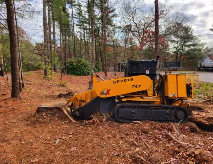 Yellow stump grinder on tracks grinding a tree stump in a wooded area.
