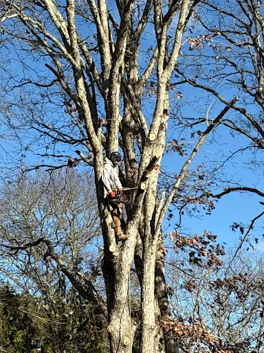 Hawthorne Tree Service work photo