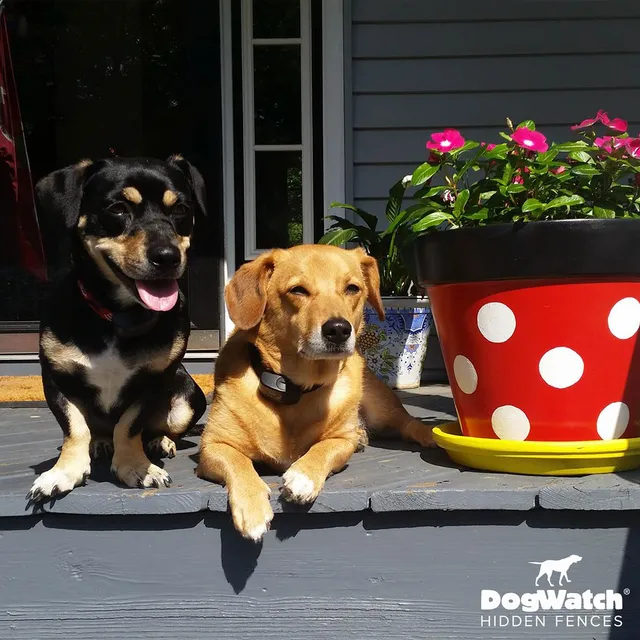 work photo from dogwatchsystems.com