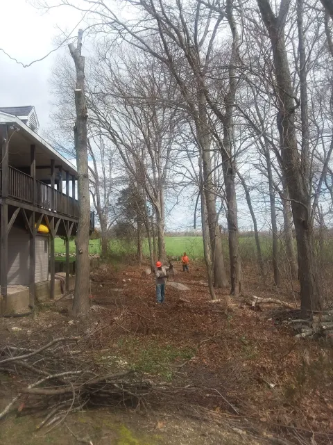 Backyard Tree Management - Before