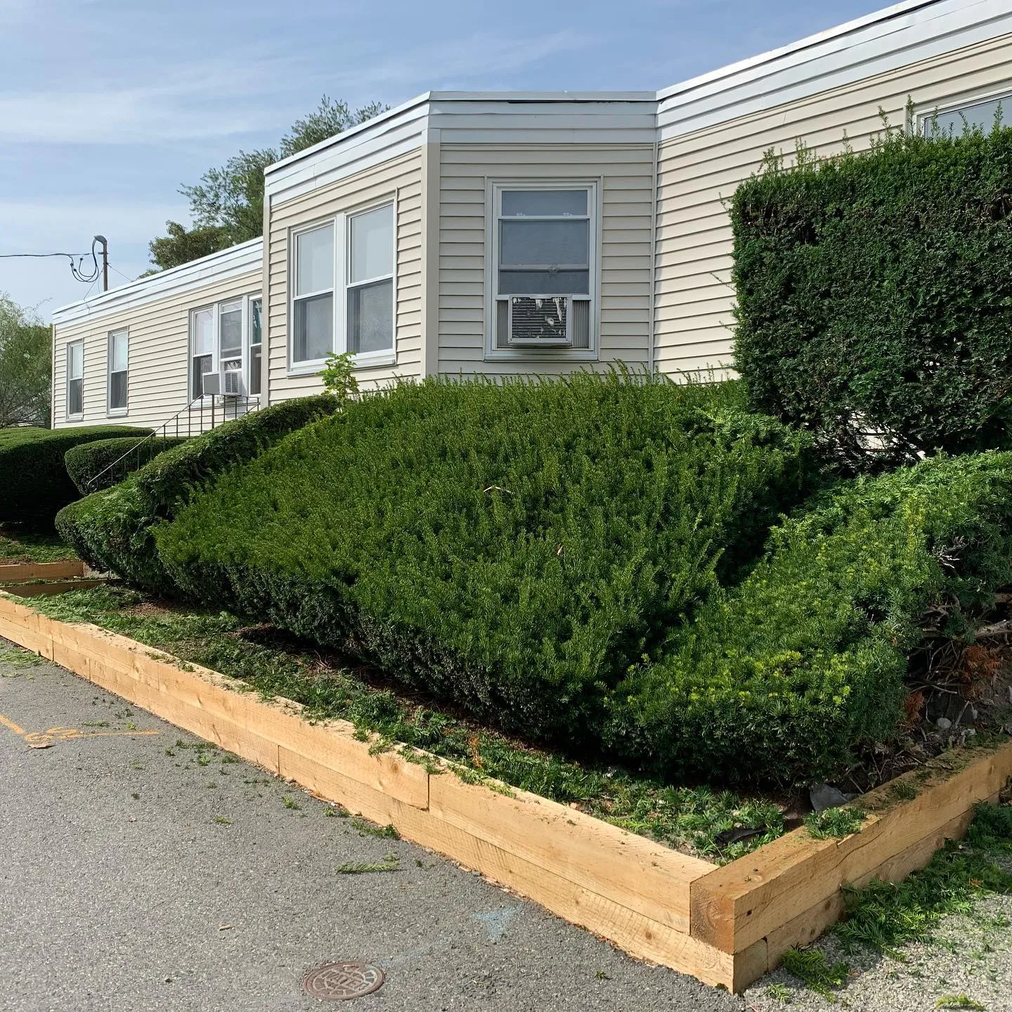 Timber-edged bed and shaped hedges at a house front