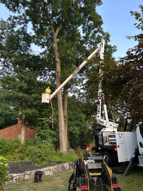 work photo from acertreeservice.com