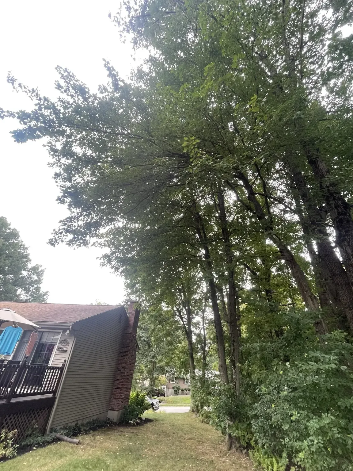 Dense overhanging tree limbs extending toward the side of the residence before trimming