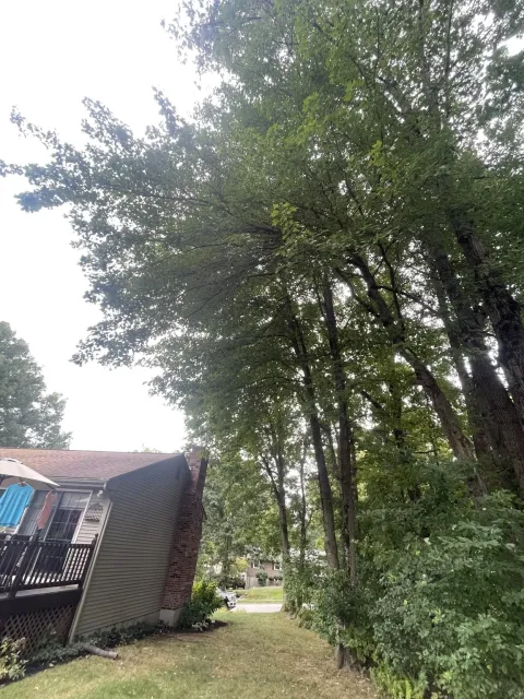Dense overhanging tree limbs extending toward the side of the residence before trimming