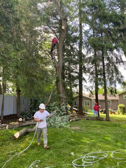 work photo from emltreeservices.com