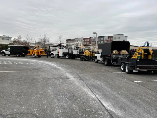 Harmony & Son's Tree Service work photo