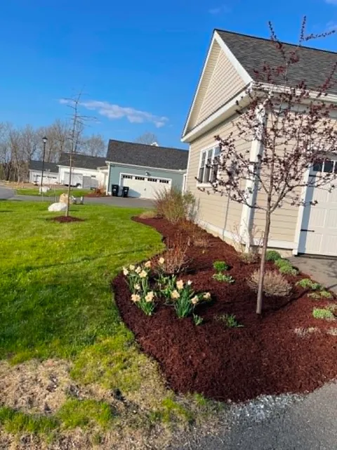 Fresh mulch bed with spring daffodils and new plantings