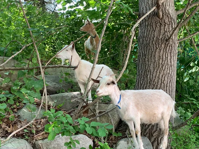 Goats of Dover work photo