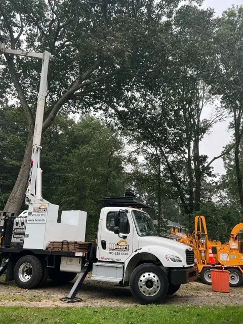 Tree service truck with lift arm extended toward a large tree; orange safety cones nearby.