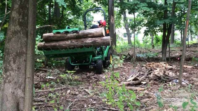 work photo from detreeservices.com