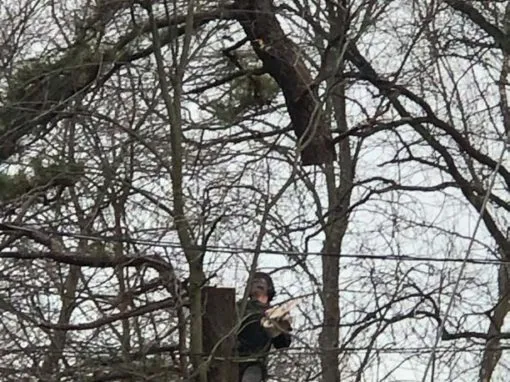 Mikes-Prof-Tree