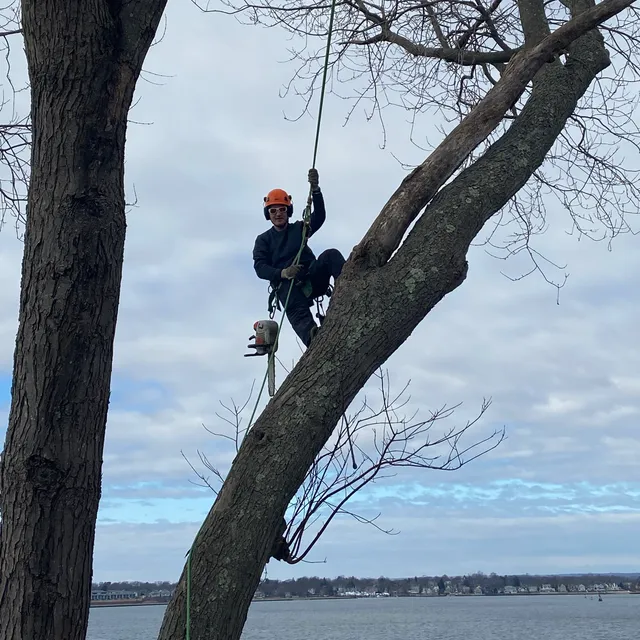 Fisk Tree Service work photo