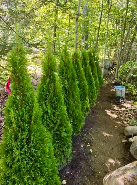 work photo from srtlandscapingct.com