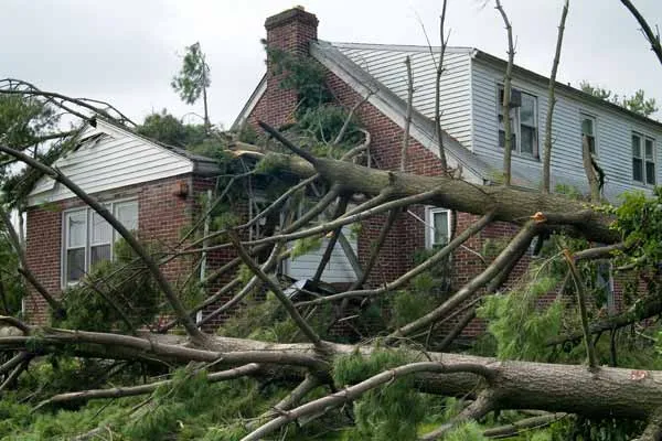 Tree trimming service by Notch Your Average Tree Service, featuring arborists caring for trees in a residential yard.