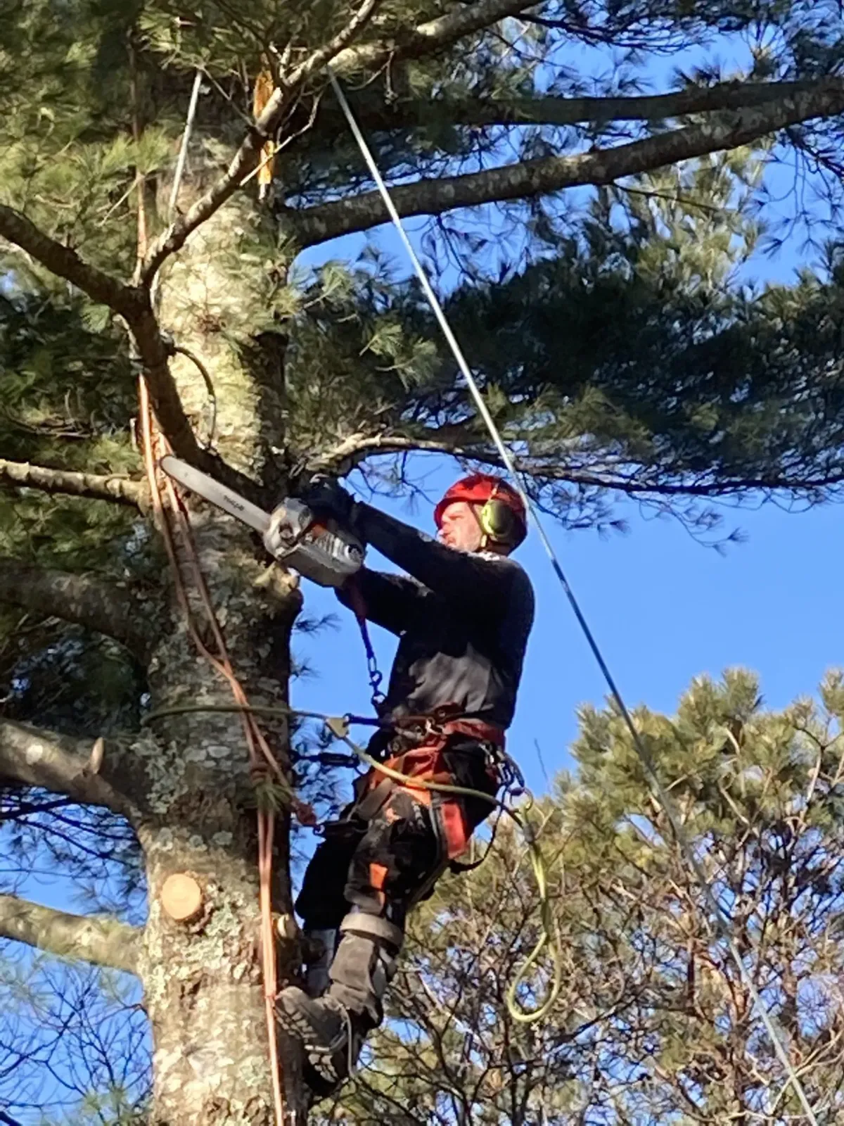 Tree Removal