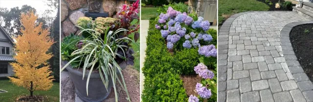Collage of a yellow tree, potted plants, purple flowers, and a gray stone walkway