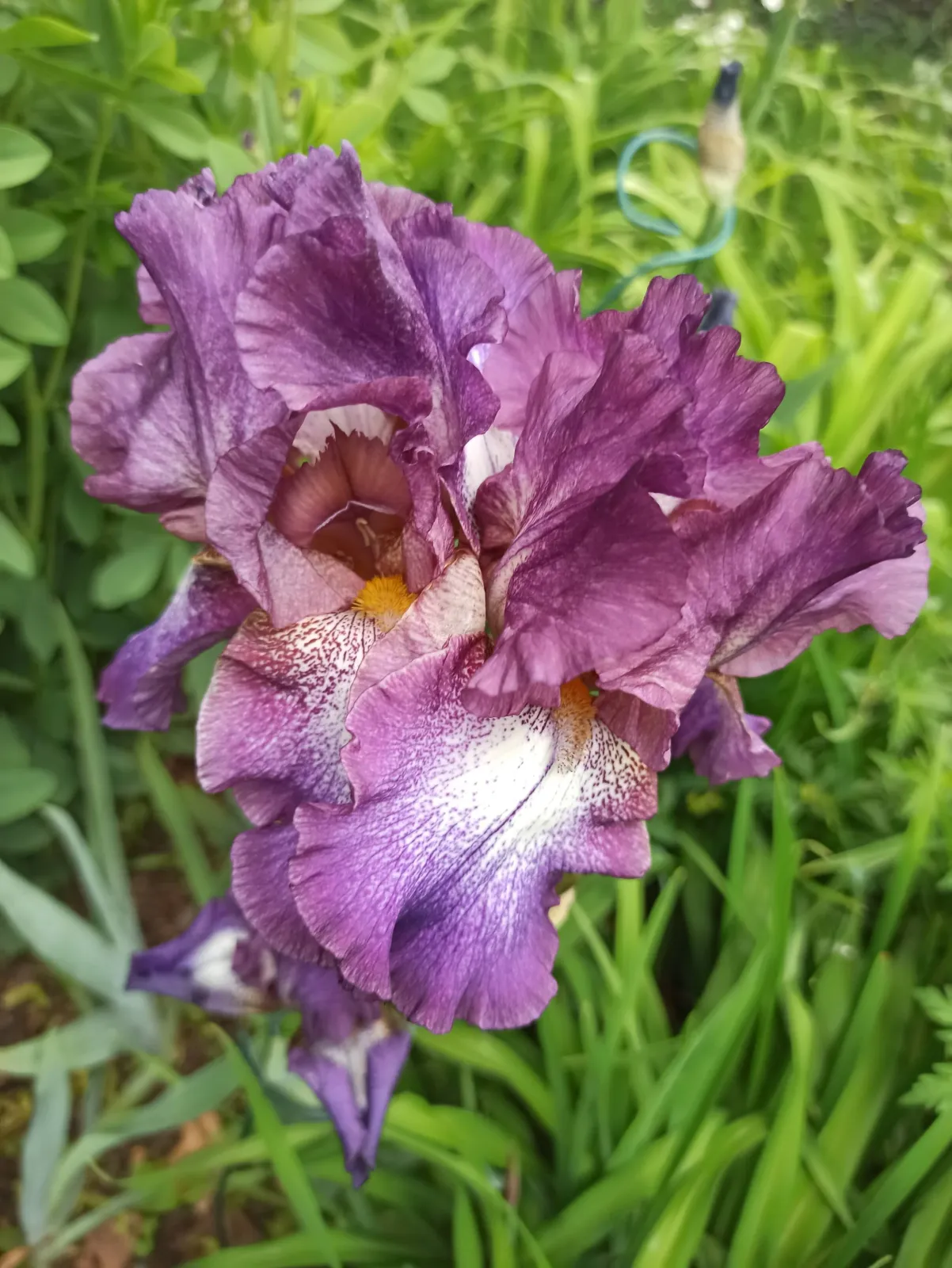 Purple iris flower in a garden with green leaves in the background.