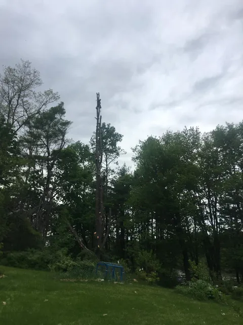 work photo from greeningreenouttreeservice.com