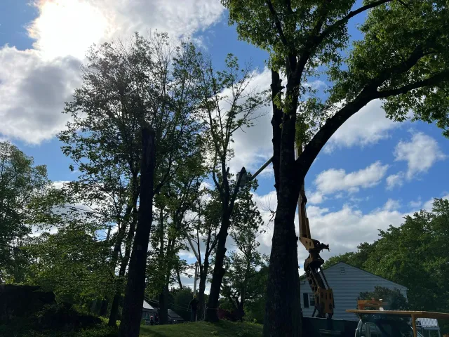 Yankee Tree Service recent project