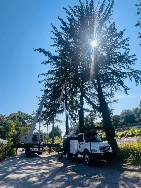 Utility trucks with bucket lifts trimming a tall pine tree against a clear blue sky.