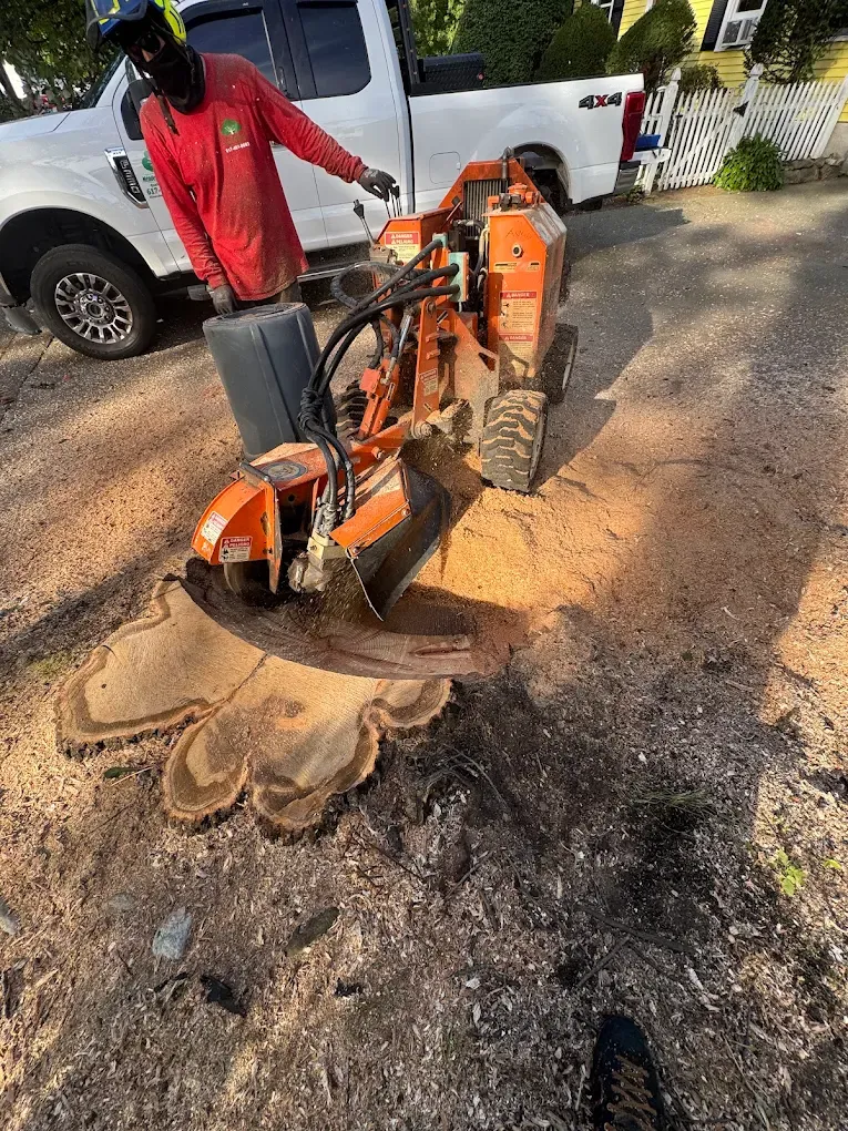 Hazardous Tree Removal