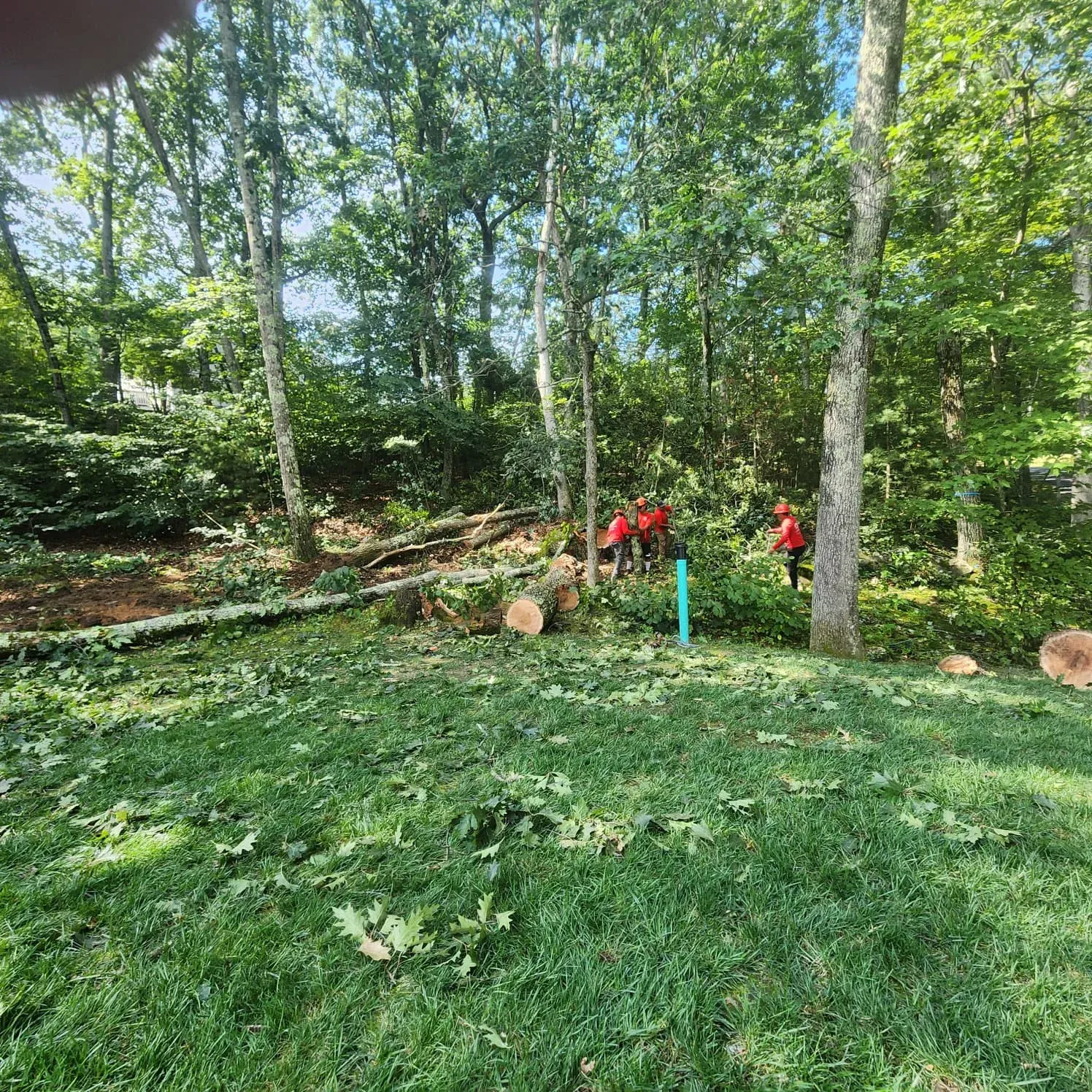 work photo from diamondlandscapingtreeservices.com