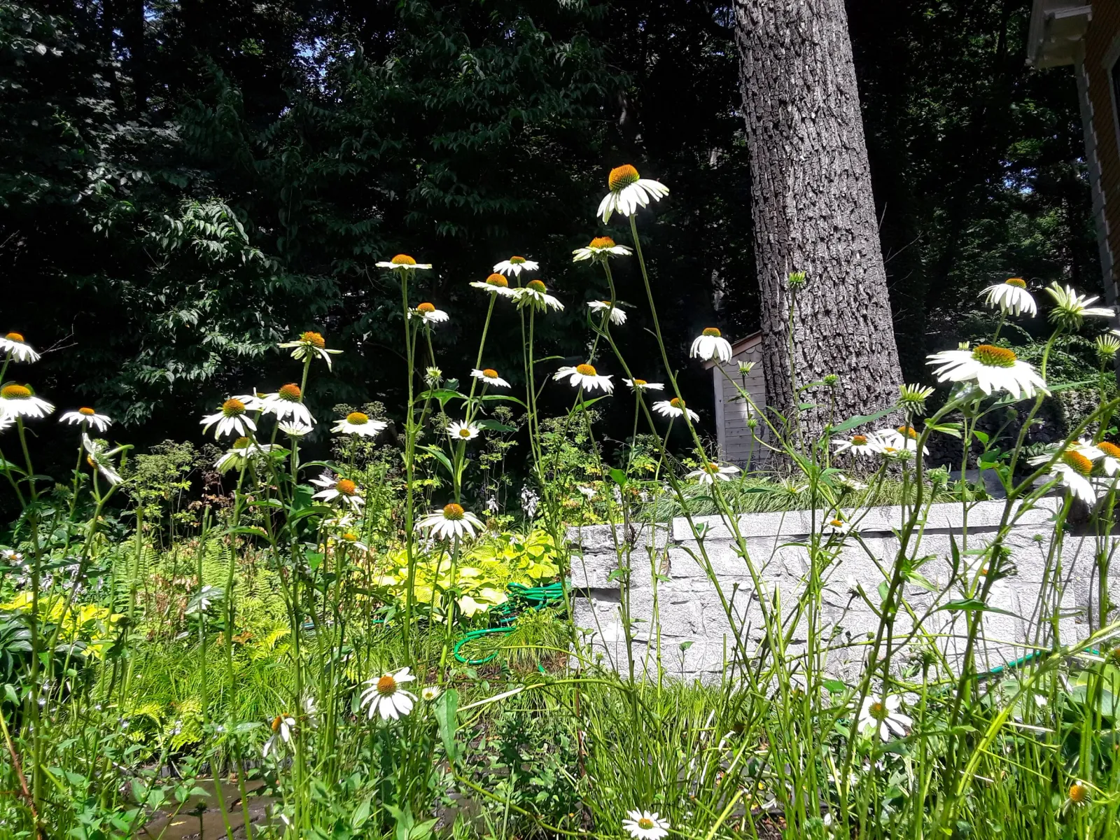 Daisies growing in a sunny garden with green foliage and a tree trunk in the background.