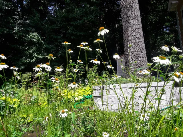 Daisies growing in a sunny garden with green foliage and a tree trunk in the background.