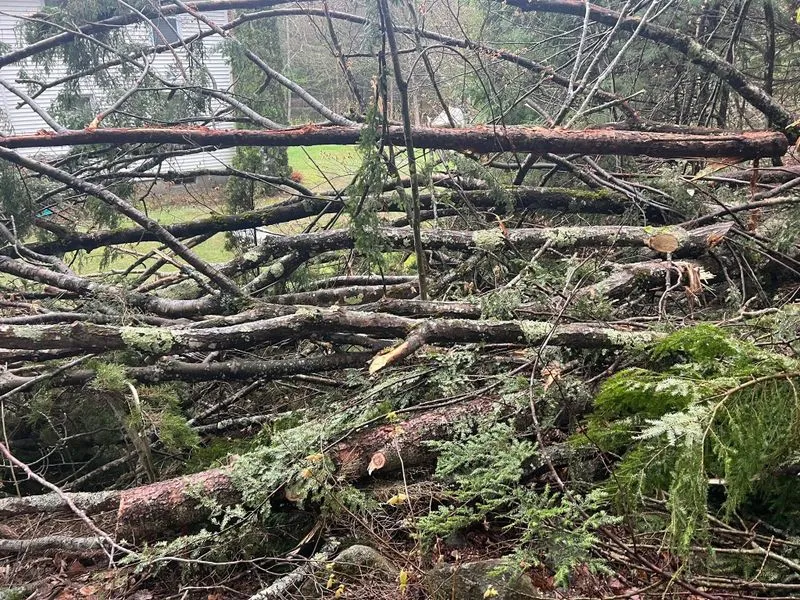 Tree Removal